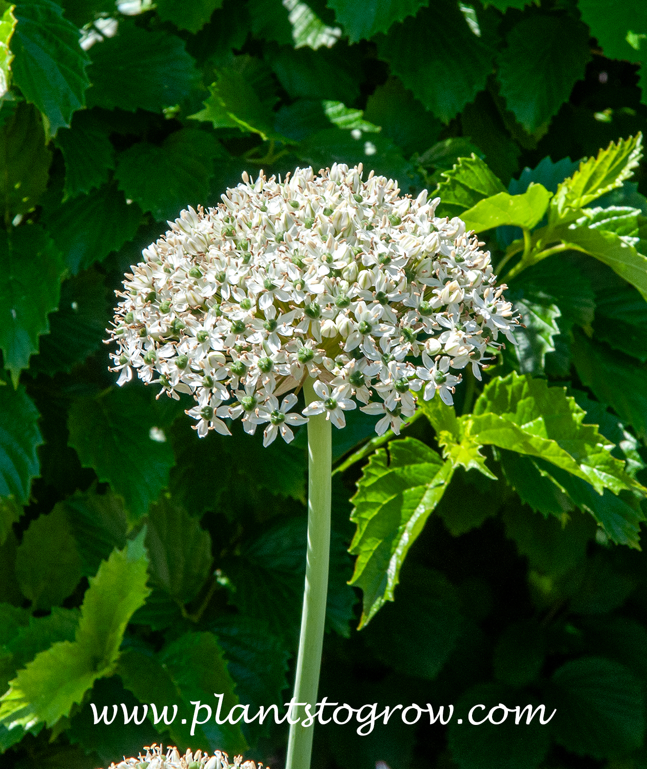 Black Garlic (Allium nigrum) 
The umbel of white flowers sets on the apex of a tall sturdy stem.